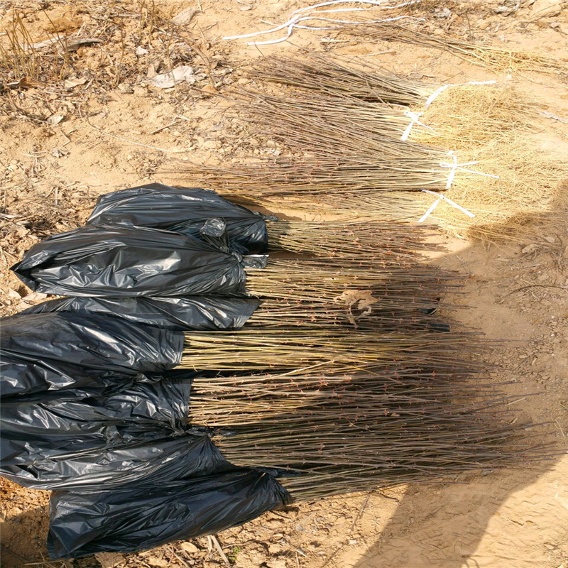花椒芽苗兩年結(jié)果 花椒芽苗批發(fā)基地