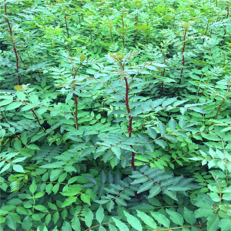 小花椒苗兩年結果 小花椒苗批發(fā)基地