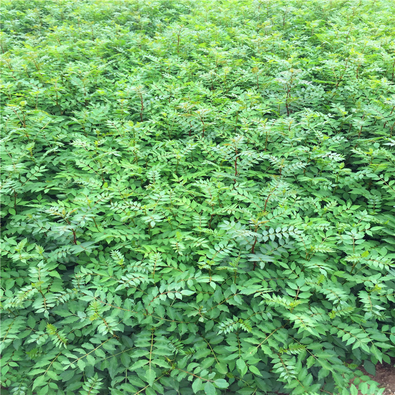 花椒苗品種特色 花椒苗批發(fā)基地