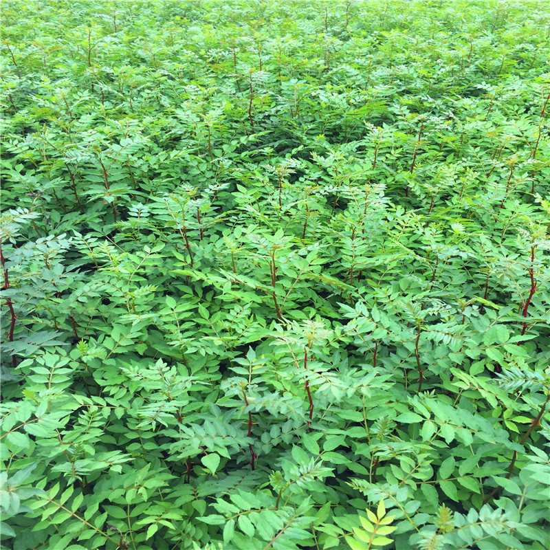 花椒苗品種特色 花椒苗批發(fā)基地
