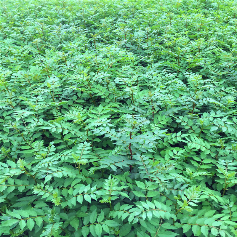 狮子头花椒苗成熟季节 狮子头花椒苗市场报价