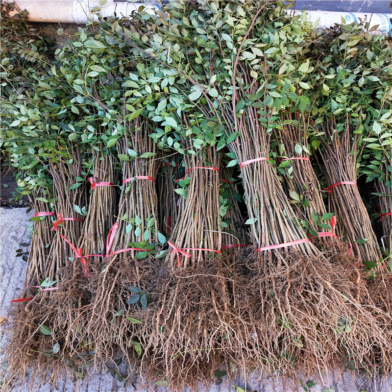 兩年的獅子頭花椒苗種植技術(shù)