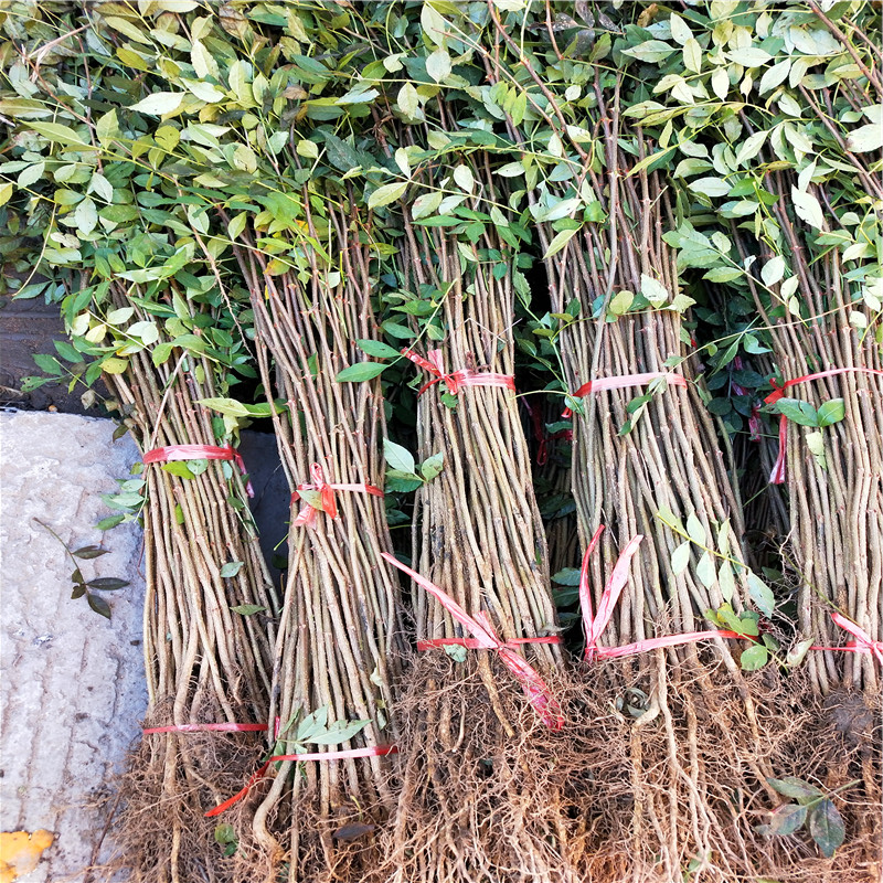 花椒小苗基地報(bào)價(jià) 花椒小苗每天報(bào)價(jià)