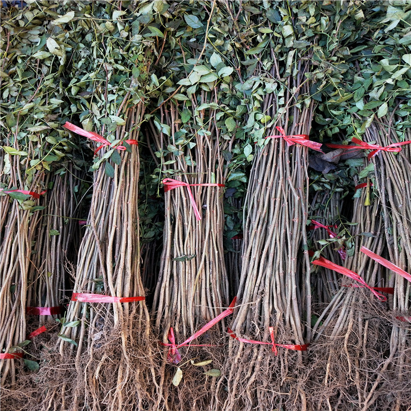 小花椒苗兩年結果 小花椒苗批發(fā)基地