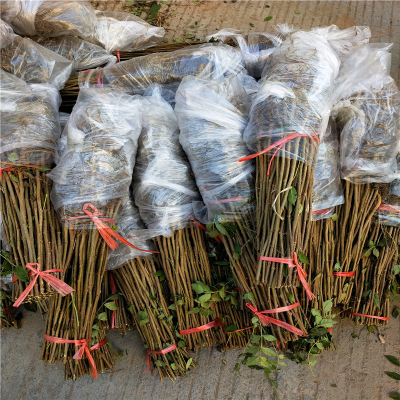 花椒芽苗批發(fā)基地 花椒芽苗一棵價錢