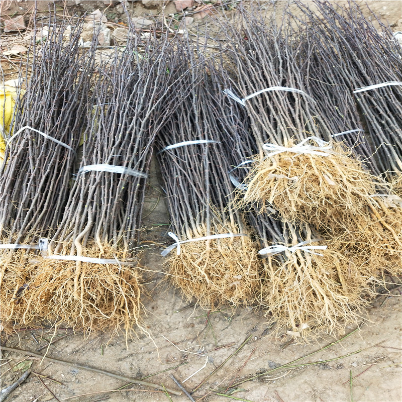 花椒芽苗兩年結(jié)果 花椒芽苗批發(fā)基地
