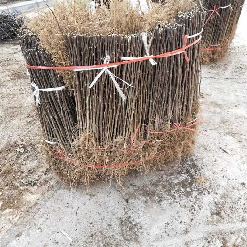 花椒苗品種特色 花椒苗種植技術(shù)