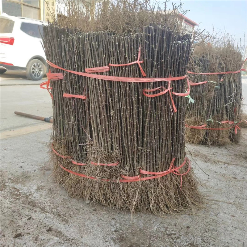 花椒芽苗批發(fā)基地 花椒芽苗一棵價錢