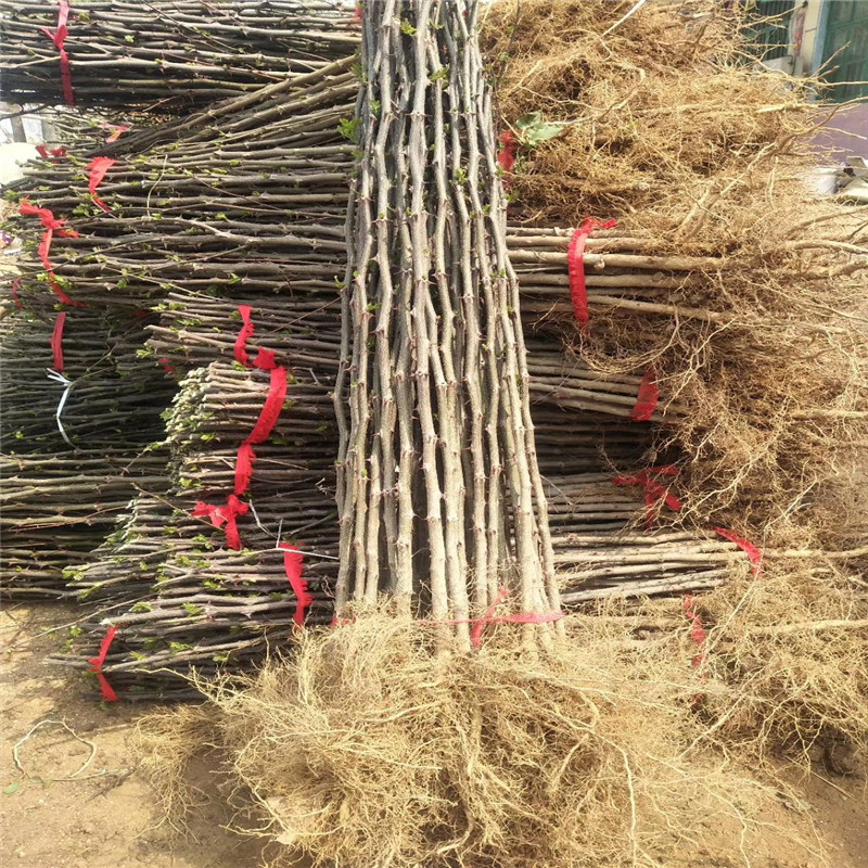 小花椒苗批發(fā)基地 小花椒苗銷售電話