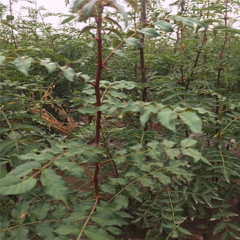 狮子头花椒苗基地报价 狮子头花椒苗一棵价钱