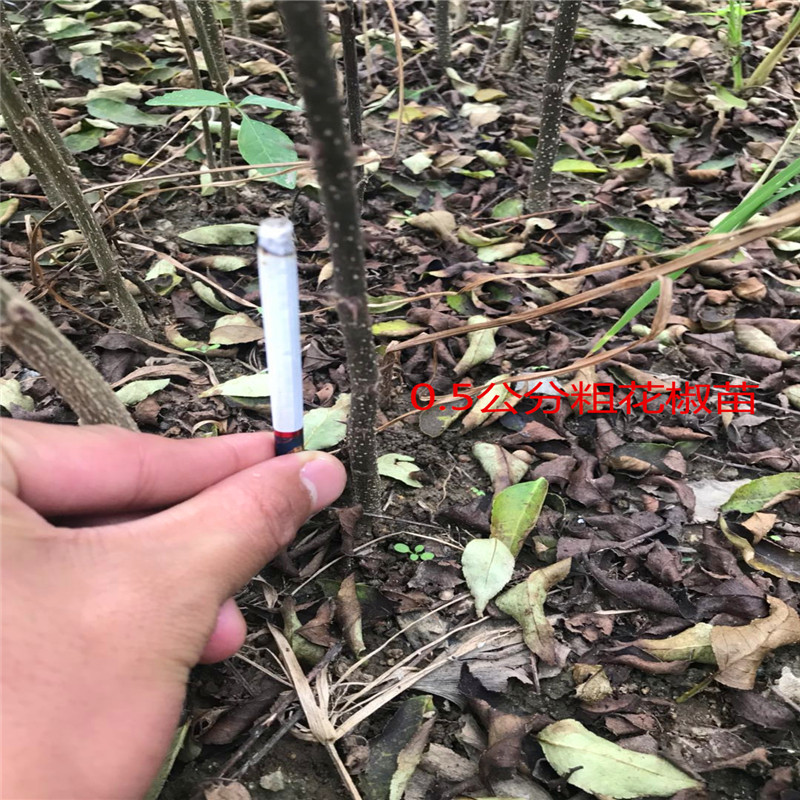 獅子頭花椒苗批發(fā)價格 獅子頭花椒苗市場報價