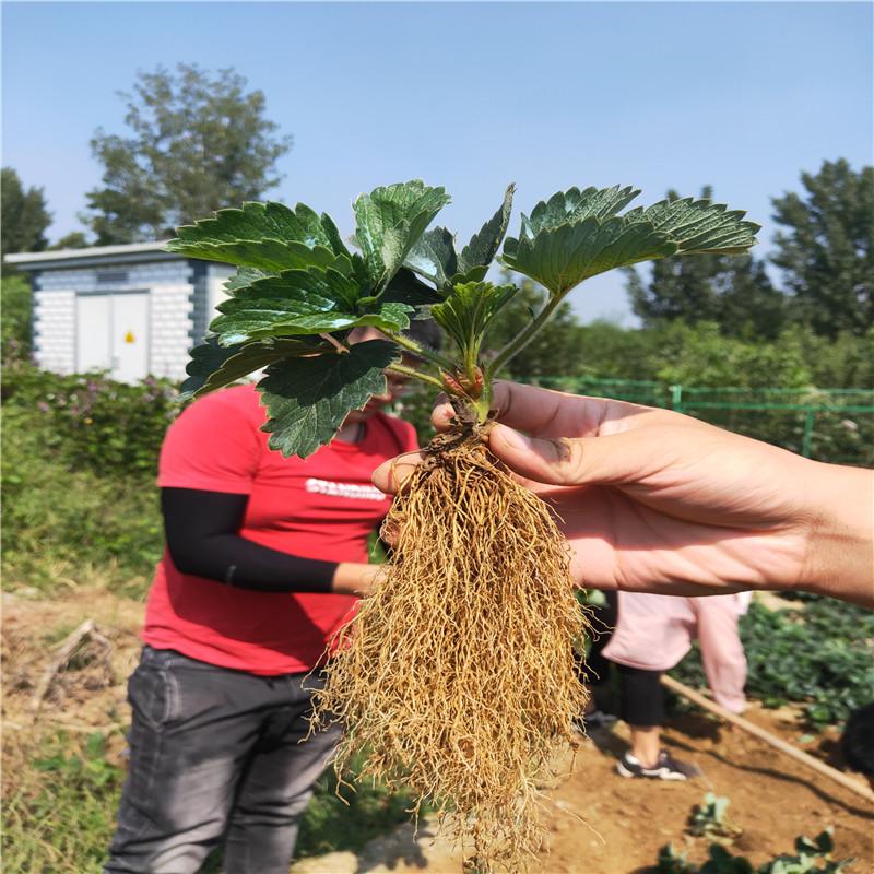 大棚草莓苗草莓基質(zhì)苗基地