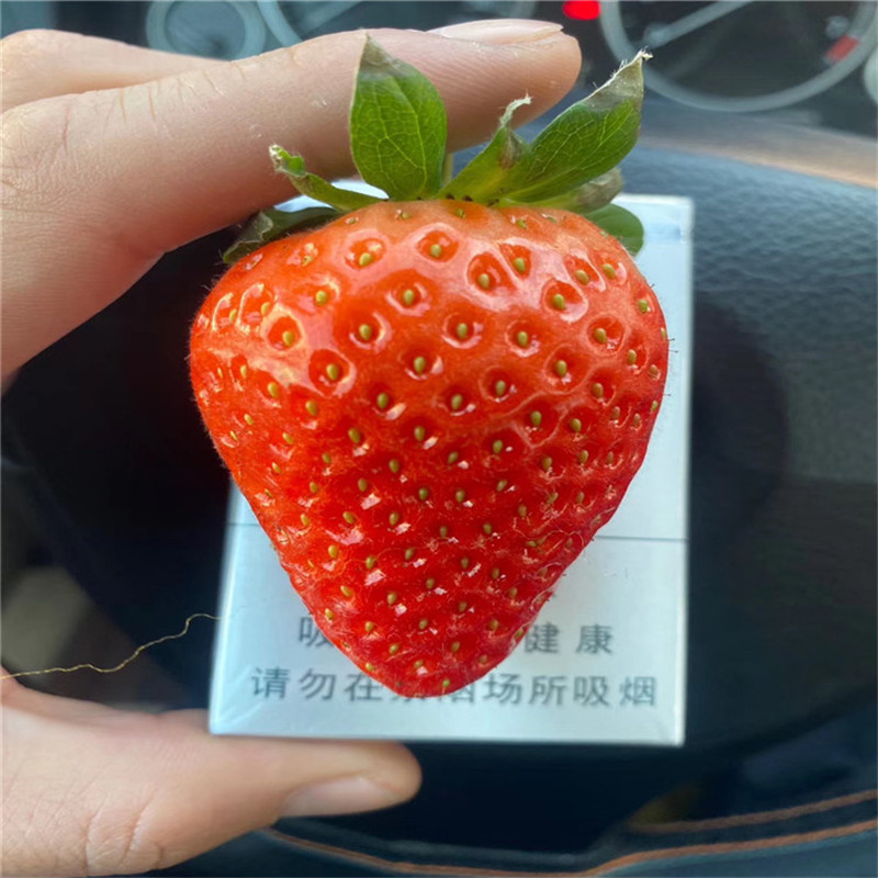 新品種草莓苗基地美香莎草莓苗