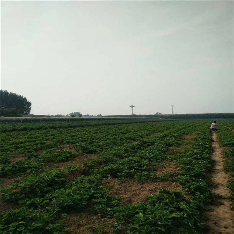 2021年山東草莓苗美國十三號草莓苗現(xiàn)貨供應(yīng)