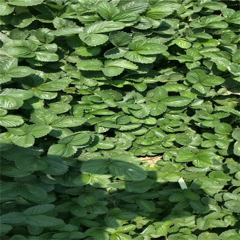 大棚草莓苗石莓七號(hào)草莓苗品種特點(diǎn)介紹