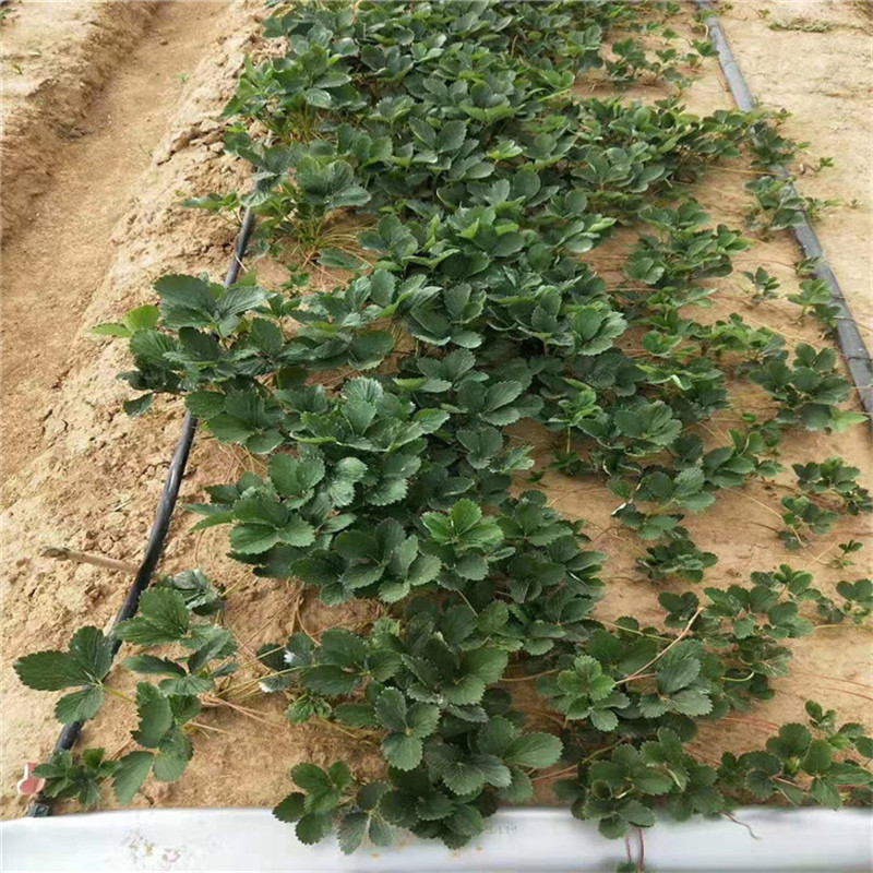 新品種草莓苗基地美香莎草莓苗