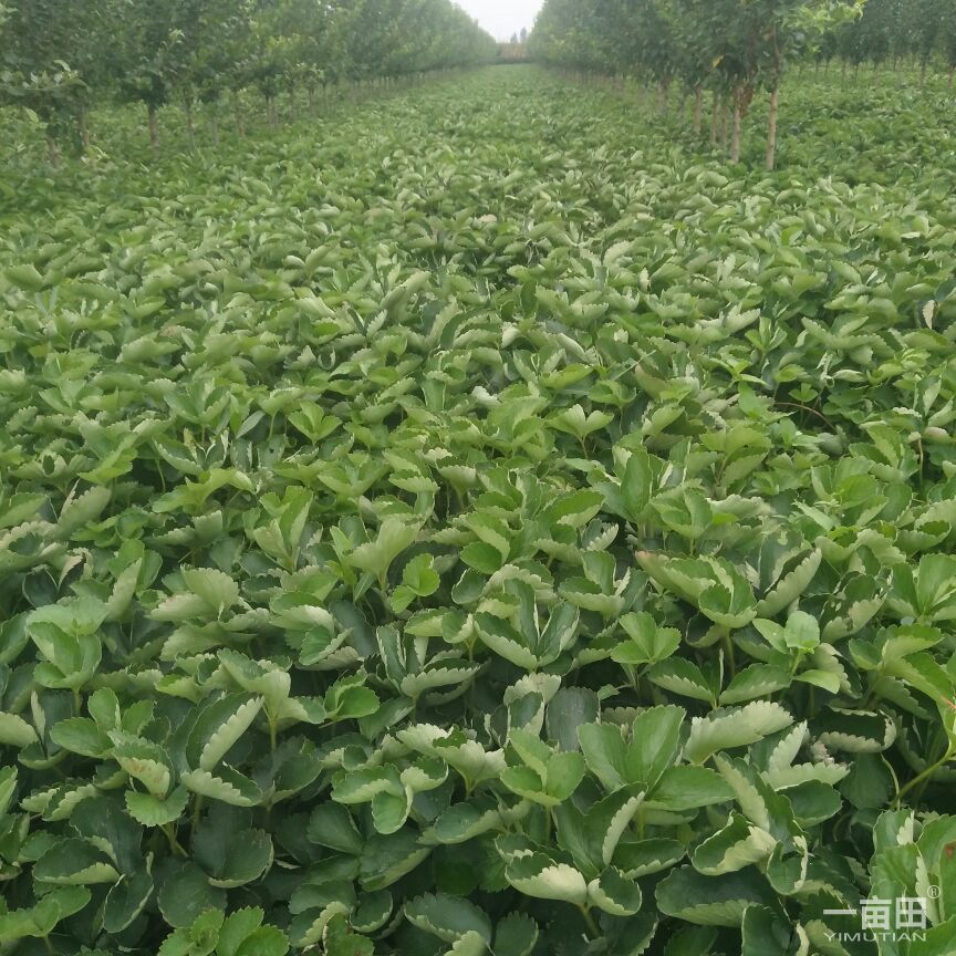 新品種草莓苗大棚草莓苗批發(fā)基地