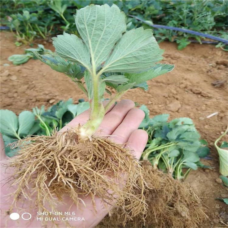 大棚草莓苗草莓基質(zhì)苗基地