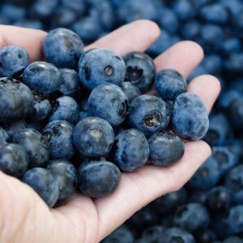 美国蓝莓进口清关流程，青岛蓝莓进口报关清关公司