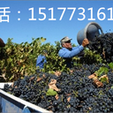 新項(xiàng)目急招德國(guó)汽車(chē)維修工廚師司機(jī)高薪出國(guó)勞務(wù)