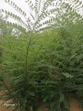 一年国槐苗价格,二年国槐苗价格批发,山西基地直供图片