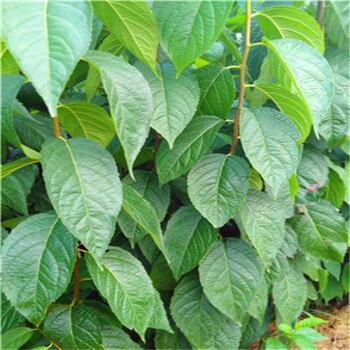 一年杜仲苗價(jià)格！?。∫荒陗1年杜仲苗價(jià)格批發(fā)優(yōu)惠出售