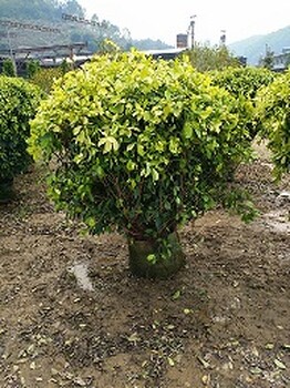 福清基地多规格供应园艺植物黄金榕球