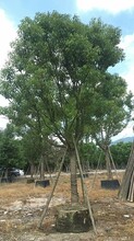 广东苗木种植基地特价供应精品乔木香樟