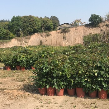 沐阳苗木种植基地大量供应观叶盆栽植物绿宝