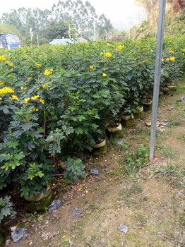 中山苗木种植基地批量供应行道景观树黄花双荚槐