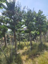 漳州基地直销供应精选绿化风景树大叶紫薇图片