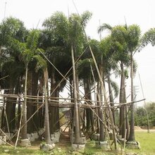 基地特价供应各种规格绿化树狐尾椰子图片