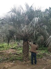 专业种植基地特价供应优良园林风景树布迪椰子