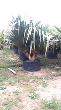 产地直销供应精品热带盆栽植物树红刺林投
