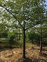 湖南基地特价供应18至20公分精品木木棉图片