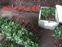 贵州中药材黄精种植基地协和农业科技有限公司图片0