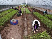 四川广安白芨重楼毛慈菇种苗种植基地协和农业科技有限公司图片2