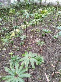 重慶協(xié)禾農(nóng)業(yè)：重樓種植時(shí)間及種植技術(shù)