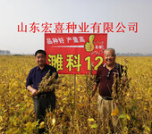 最新高产大豆小麦新品种-山东宏喜种业种子研发繁育基地