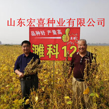 最新高产大豆小麦新品种-山东宏喜种业种子研发繁育基地图片