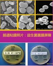 宝来利来肽优康批发安徽改善肠道缓解禽腹泻图片