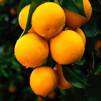 本地人告诉你麻阳冰糖橙都是几月份熟的？