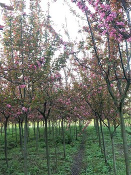 江西海棠树种植