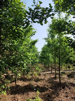 湖南银杏树种植基地