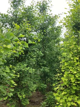 湖南銀杏樹種植基地