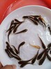 重慶大口鰱魚苗苗種