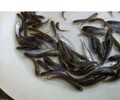 綿陽黑魚苗品種介紹