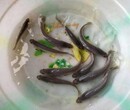达州大口鲢鱼苗繁殖场图片