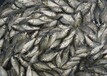 贵州花白鲢鱼苗养殖场现货供应