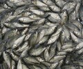 重慶花白鰱魚苗養殖技術現貨供應